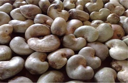 Cashew Nuts slide